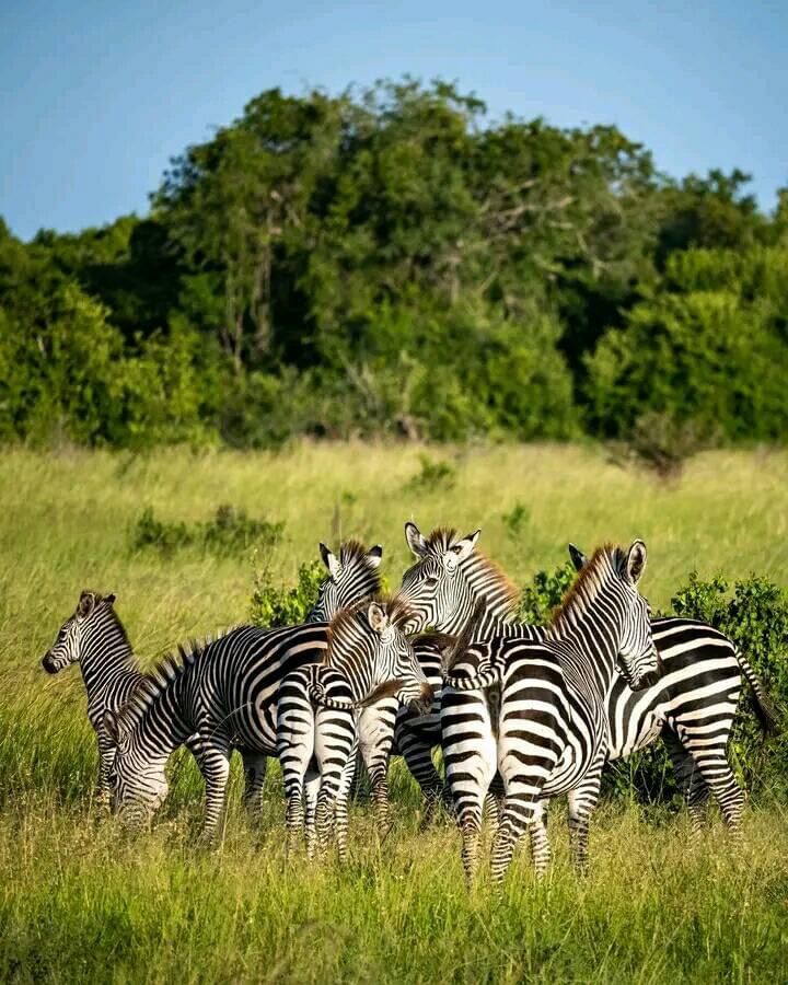 Mikumi & Selous National Park Day Trip